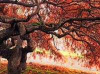 支付宝微信都收的在线短信平台