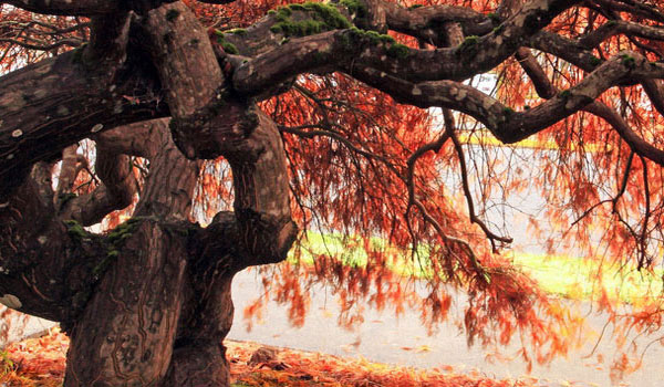 在线电话呼死你